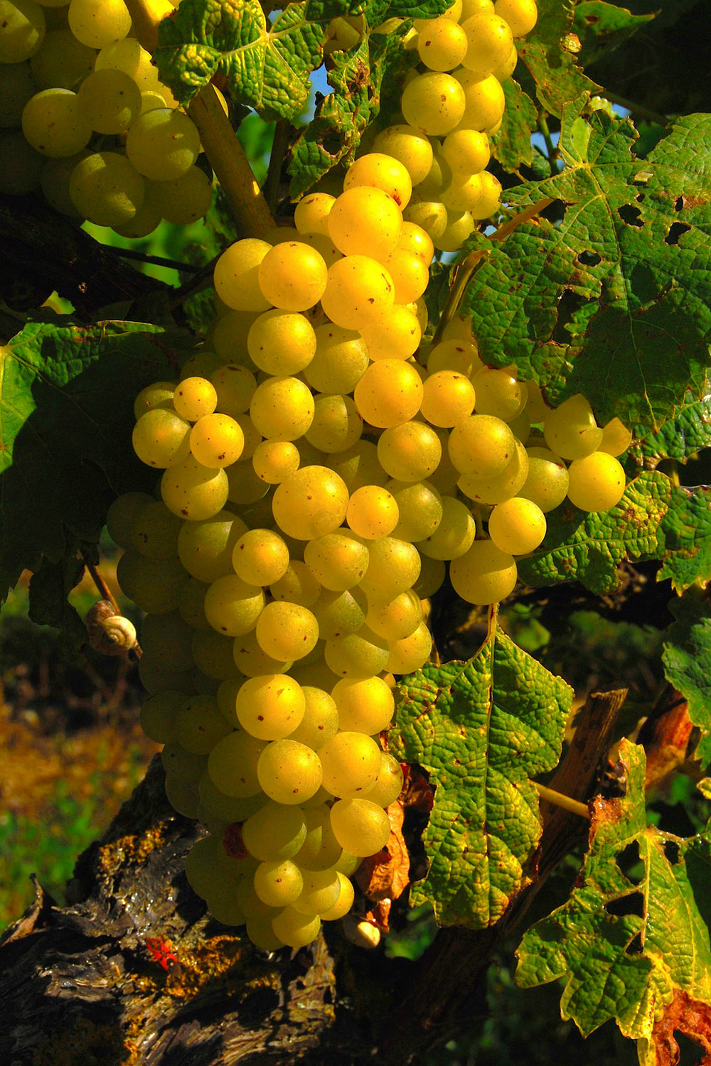 Villa Bel Air - Des vignes sur l'île de Ré